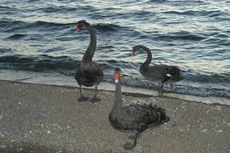Trauerschwan (2 von 3).jpg